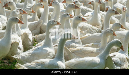 Riesige Herden von weißen Gänse auf der grünen Wiese der Gänse Farm Stockfoto