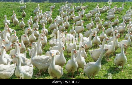 Riesige Herden von weißen Gänse auf der grünen Wiese der Gänse Farm Stockfoto