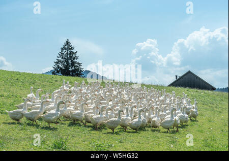 Riesige Herden von weißen Gänse auf der grünen Wiese der Gänse Farm Stockfoto