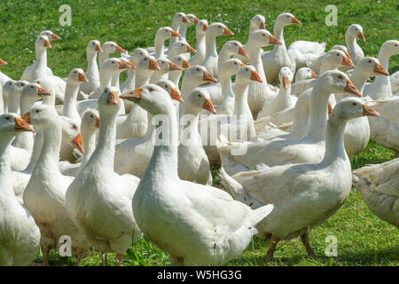 Riesige Herden von weißen Gänse auf der grünen Wiese der Gänse Farm Stockfoto