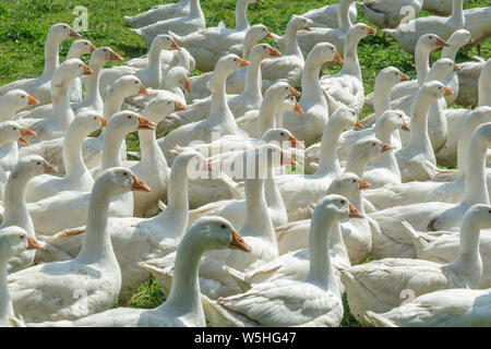 Riesige Herden von weißen Gänse auf der grünen Wiese der Gänse Farm Stockfoto