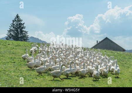 Riesige Herden von weißen Gänse auf der grünen Wiese der Gänse Farm Stockfoto