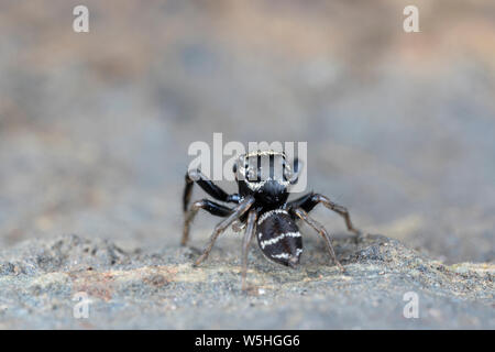 Omodeus sp. Eine kleine schwarz-weiß gestreiften Ant-Essen jumping Spider Stockfoto