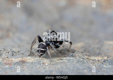 Omodeus sp. Eine kleine schwarz-weiß gestreiften Ant-Essen jumping Spider Stockfoto