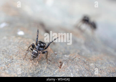 Paar Paarung Omodeus sp., tanzen. Eine kleine schwarz-weiß gestreiften Ant-Essen jumping Spider. Stockfoto