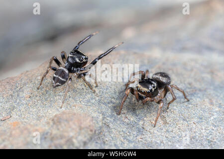 Paar Paarung Omodeus sp., tanzen. Eine kleine schwarz-weiß gestreiften Ant-Essen jumping Spider. Stockfoto