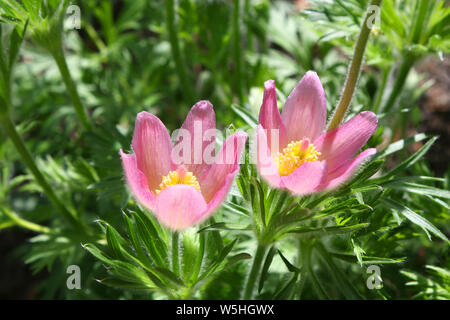 Pulsatilla Blumen im Garten Stockfoto