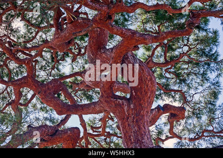 Suchen, um sich an der roten Rinde und verdrehen Zweige eines Japanischen Roten Kiefern, Pinus densiflora, am Tenryuji Temple (Tenryū Shiseizen-ji), Kyoto, Japan. Stockfoto