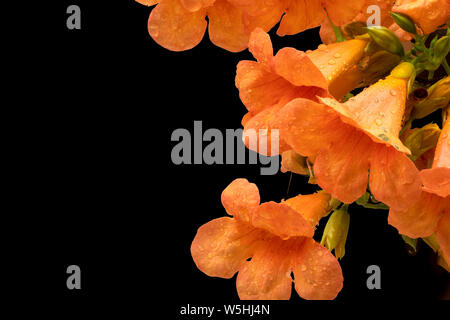 Schöne Blume der Chinesischen Trompete Weinstock, isoliert auf schwarzen Hintergrund. Stockfoto