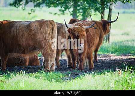 Highland Rinder Kühe auf der Weide, nach einer Rast im kühlen Schatten unter Bäumen. Diese Tiere haben lange Hörner und Lange wellige Fell. Sie entstanden i Stockfoto