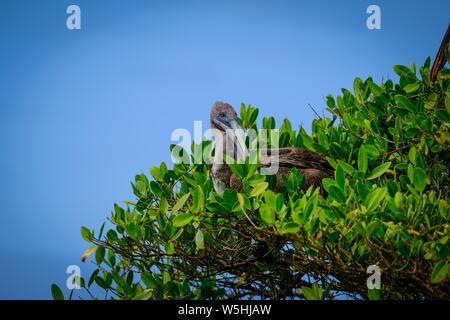 Wunderschöne Aufnahme eines Pelikans, der auf einem sitzt Baum an einem sonnigen Tag mit blauem Himmel im Hintergrund Stockfoto