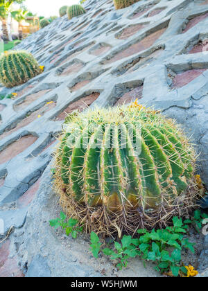 Seitenansicht des runder Kaktus mit vielen Thorn sind in einem schönen Garten und Landschaft konzipiert, Hintergrund Stockfoto