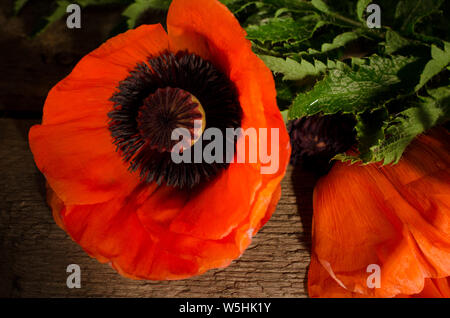 Roter Mohn Blume auf einem dunklen Hintergrund. Blumenstrauß aus roten Blüten mit selektiver Licht. Stockfoto