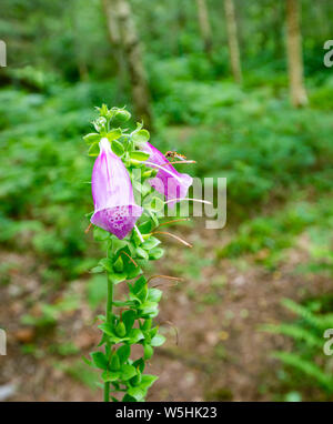 Rosa Fuchshandschuh Blumen, Digitalis purpurea, mit Schwebeflug in Woodland, Schottland, UK Stockfoto