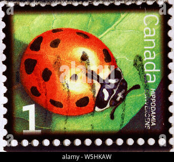 Marienkäfer auf kanadischer Briefmarke Stockfoto