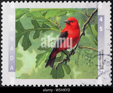 Scarlet Tanager auf kanadischer Briefmarke Stockfoto