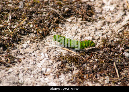 Kaiser motte Caterpillar auf Bodmin Moor Stockfoto