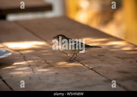 Weibliche Buchfink Erhalten der Nahrung aus einem Gartentisch Stockfoto