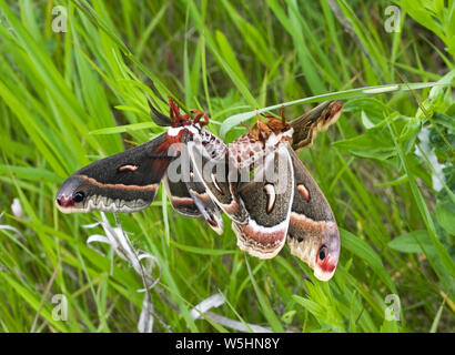Cecropia Motten, Hyalophora cecropia, Paarverpaarung. Größte nordamerikanische Motte, Familie Saturniidae oder riesige Seidenmotten. Stockfoto
