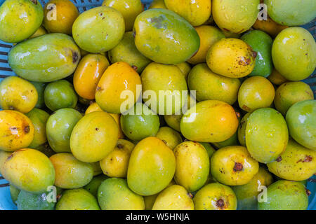 Lecker natürlich gereifter Mangos, grünen und gelblichen Süsse saftige Mango oder aam. Stockfoto