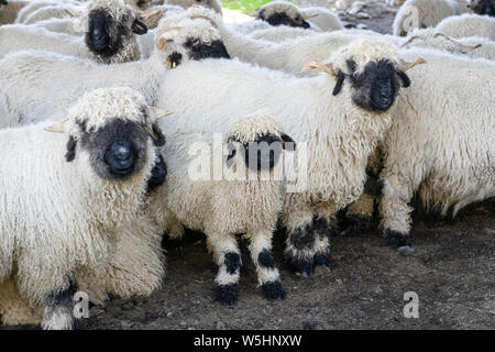 Lustige schwarze Nase Schafe in den Bergen von Zermatt, Wallis, Wallis, Stockfoto
