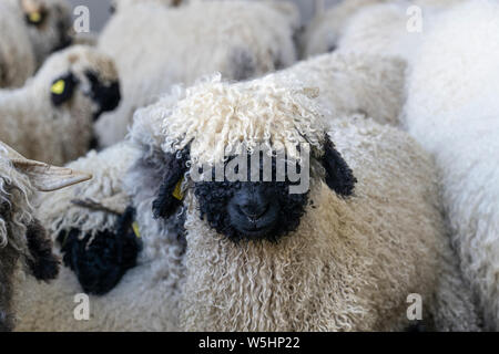 Lustige schwarze Nase Schafe in den Bergen von Zermatt, Wallis, Wallis, Stockfoto