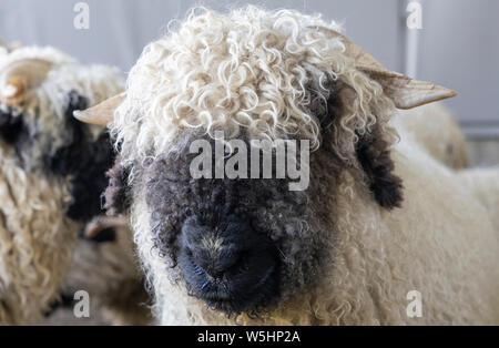 Lustige schwarze Nase Schafe in den Bergen von Zermatt, Wallis, Wallis, Stockfoto