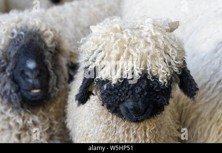 Lustige schwarze Nase Schafe in den Bergen von Zermatt, Wallis, Wallis, Stockfoto