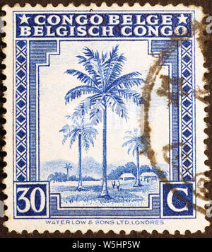 Palme auf alte Briefmarke der belgischen Kongo Stockfoto