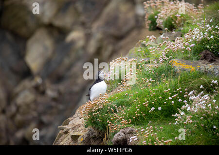 Papageientaucher in Sumburgh, Shetland Stockfoto