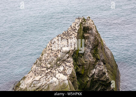 Guillemot Kolonie, Sumburgh Head Stockfoto