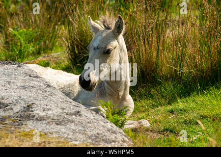 Wilde Fohlen Bodmin Moor Stockfoto