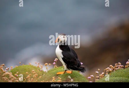 Papageientaucher in Sumburgh, Shetland Stockfoto