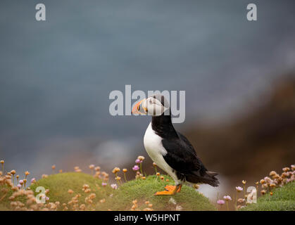 Papageientaucher in Sumburgh, Shetland Stockfoto