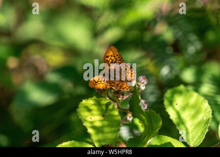 Sonnenbaden Silber - gewaschen fritillary bei Bentley Holz, Salisbury, Großbritannien Stockfoto