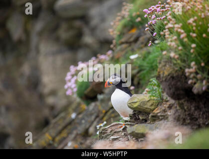 Papageientaucher in Sumburgh, Shetland Stockfoto