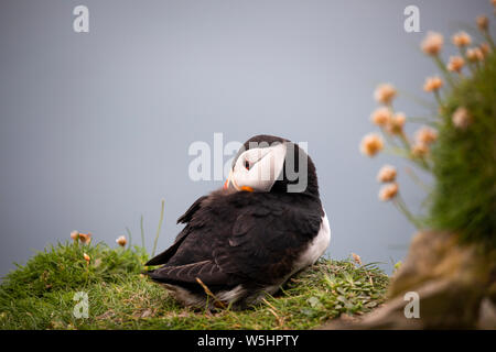 Papageientaucher in Sumburgh, Shetland Stockfoto