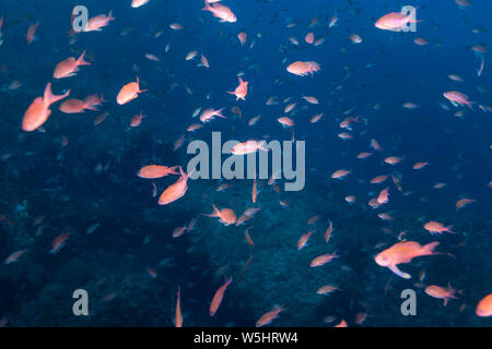 Anthias-Barbier Commun (Anthias anthias) des Mittelmeers. Stockfoto