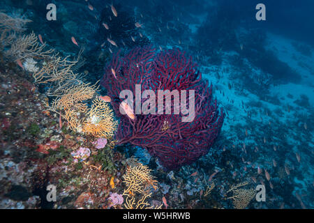 Gorgonian-Gorgone rouge (gorgonacea) Anthias-Barbier Commun (Anthias anthias) des Mittelmeers. Stockfoto