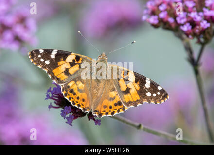 Painted Lady butterfly (Vanessa cardui) mit Flügeln öffnen und die Fütterung von einem eisenkraut Blume Stockfoto