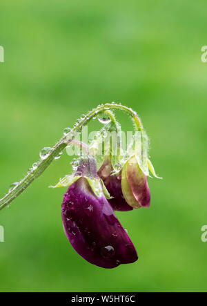 Violett gefärbt Sweet Pea Blumen im Regentropfen fallen Stockfoto