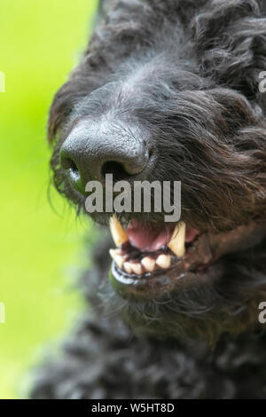 Nahaufnahme der Schnauze und Schnauze eines süßen schwarzen Labradoodle mit offenem Mund und Zähne Stockfoto