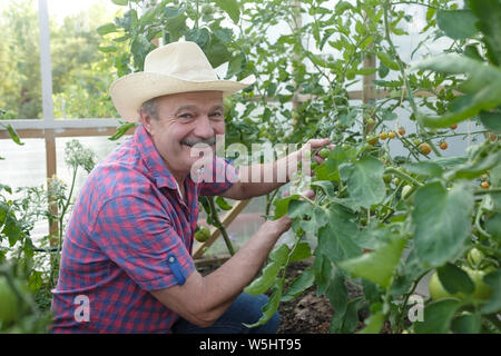 Hispanic senior Bauer seinem Tomaten in einem Gewächshaus Stockfoto