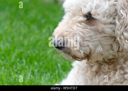 Porträt einer beigefarbenen Labradoodle auf einer Seite suchen Stockfoto