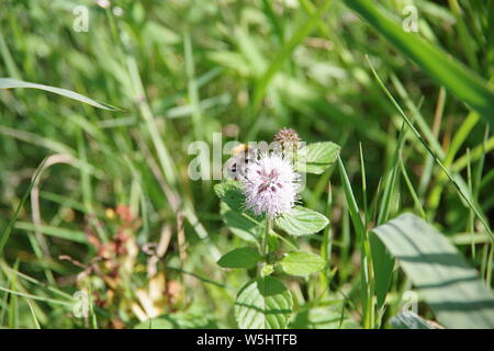 Biene auf Klee Stockfoto