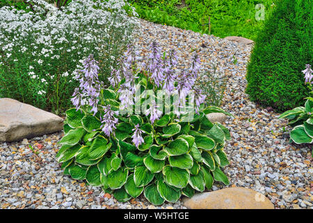 Blühende Zierpflanze Hosta Patriot mit vielfältigen Grün mit weißen Blättern und zarten lila Blüten. Die Hostas sind anspruchslos, Schatten, tolerant Stockfoto