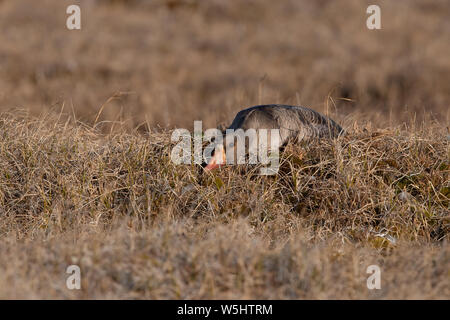 Mehr white-fronted goose Stockfoto