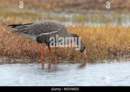 Mehr white-fronted goose Stockfoto