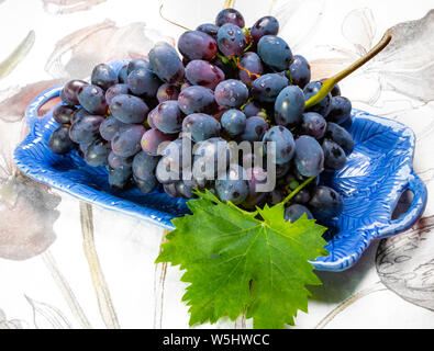 Bündel von Reifen blau-schwarz Tafeltrauben mit Blatt auf blauen Platte als süsse Frucht Dessert Stockfoto