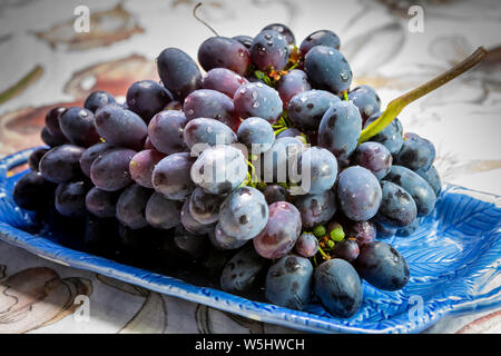 Bündel von Reifen blau-schwarz Tafeltrauben mit Blatt auf blauen Platte als süsse Frucht Dessert Stockfoto